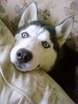 Cute Maya Maya jumped into the pillows during Mad Dog